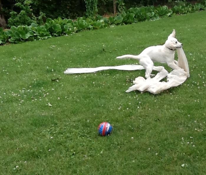 Golden retriever Abby - Jeg hjælper til med at få det af vejen. billede 5