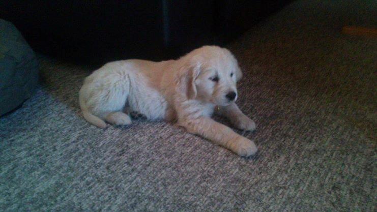 Golden retriever Abby - Hvor er du kær. billede 2