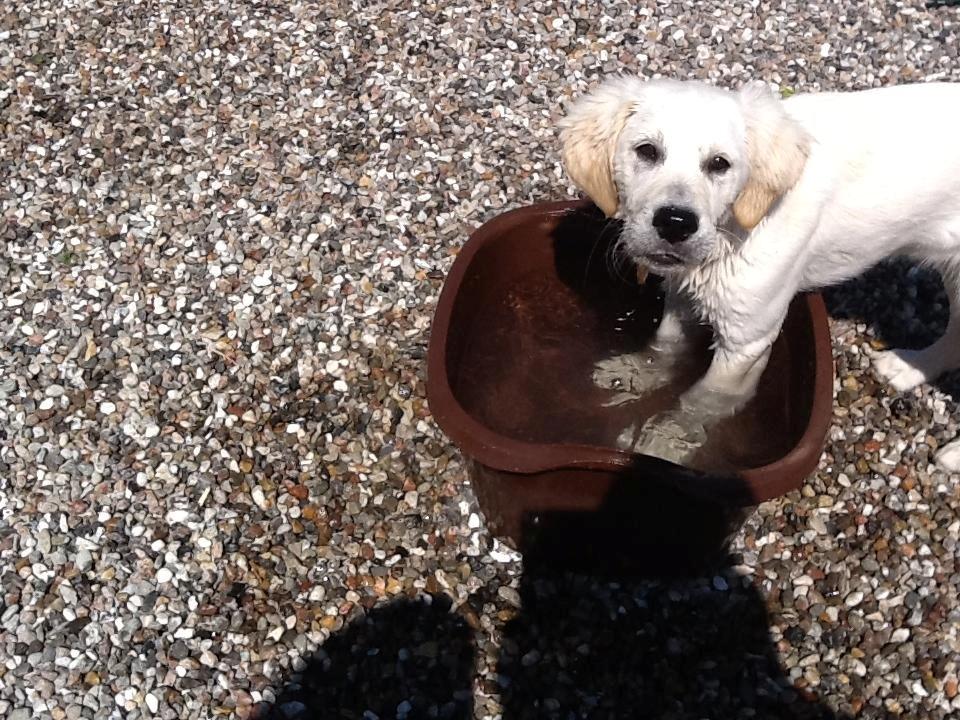 Golden retriever Abby - Jeg elsker vand. billede 7