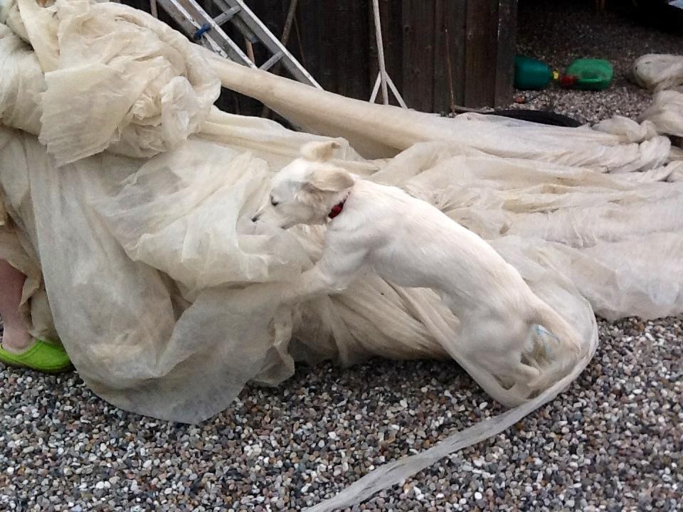 Golden retriever Abby - Jeg hjælper far. billede 6