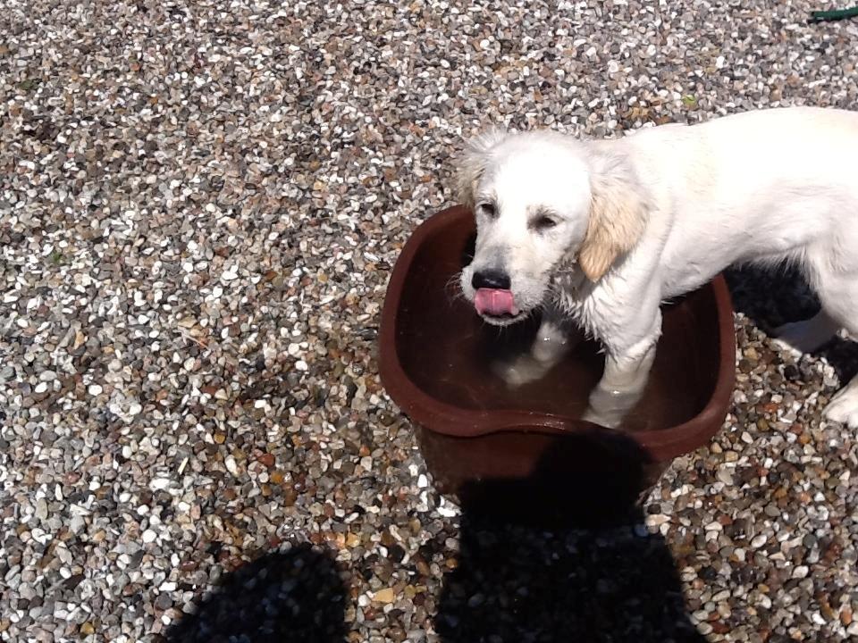 Golden retriever Abby - Dejlig koldt vand. billede 9