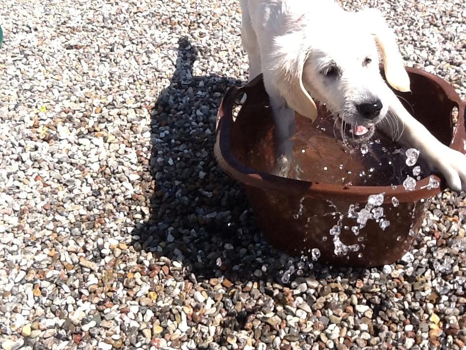 Golden retriever Abby - Vand er det bedste. billede 10