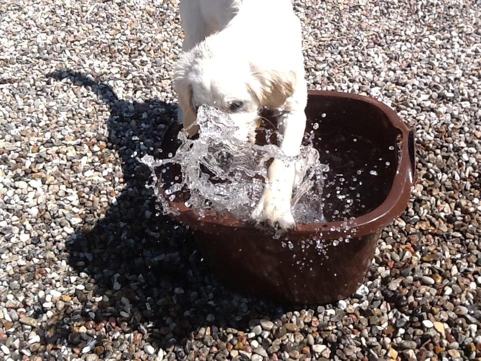 Golden retriever Abby - SPRØJTE SPRØJTE. billede 11