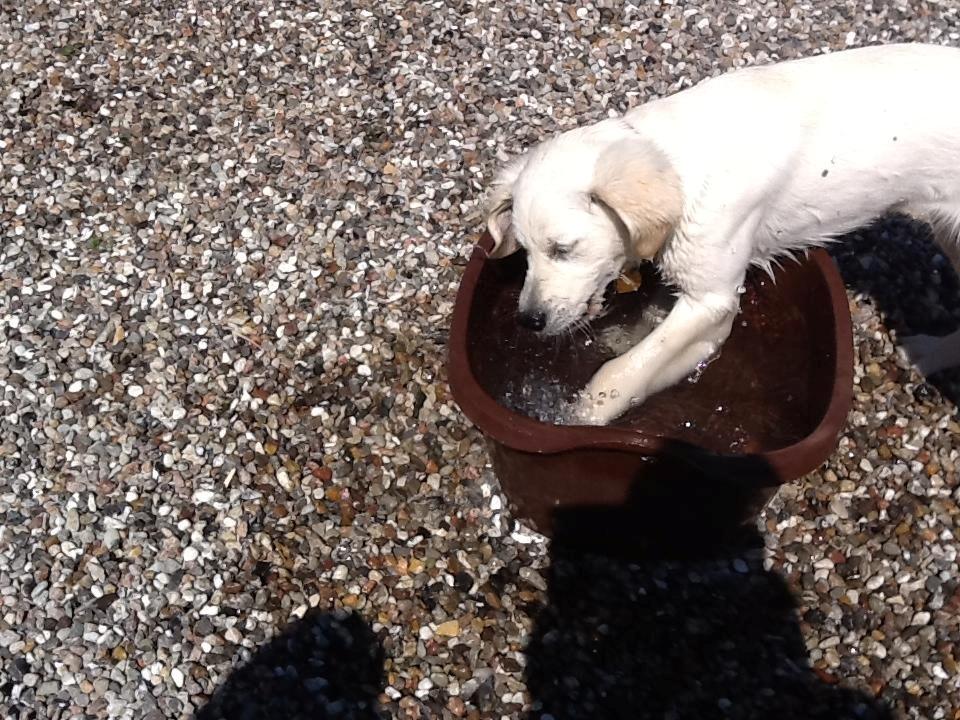 Golden retriever Abby - Du er og bliver den bedste hund. billede 12