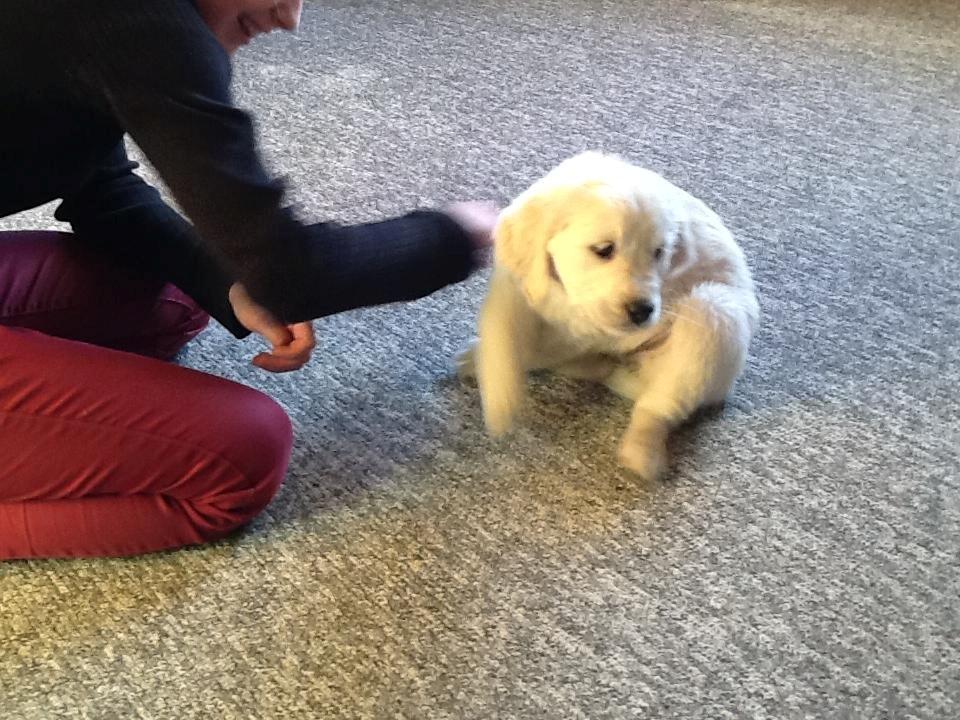 Golden retriever Abby - Jeg er ny i familien. billede 13