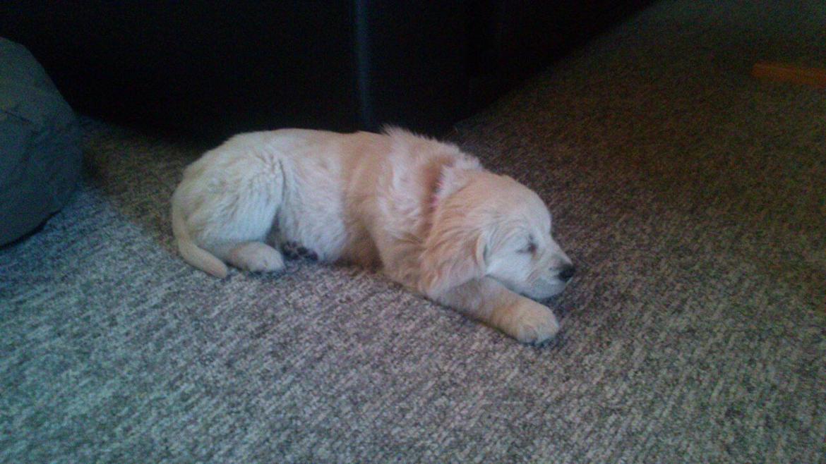 Golden retriever Abby - Min første dag i min nye familie. billede 14