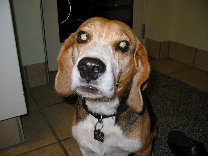 Beagle Pelle billede 1