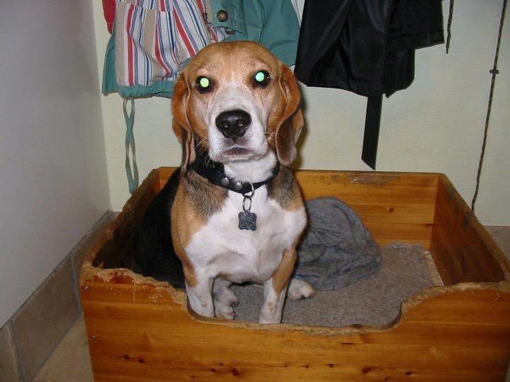 Beagle Pelle billede 3