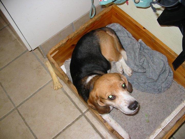 Beagle Pelle billede 4