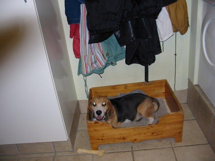 Beagle Pelle billede 2