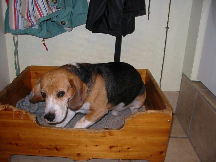 Beagle Pelle billede 5