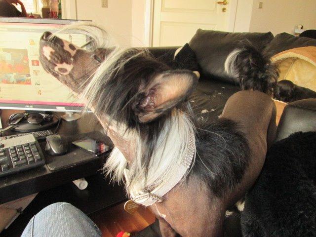 Chinese crested hårløs Kiki billede 35