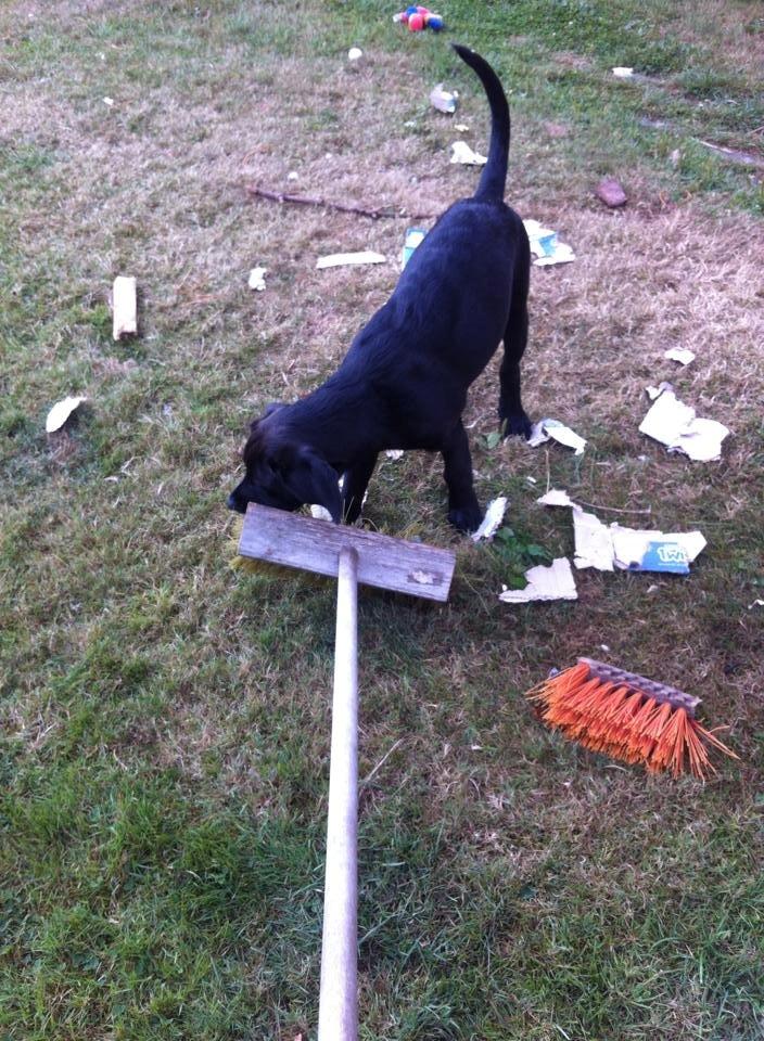 Blanding af racer Aura billede 2