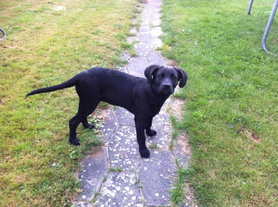 Blanding af racer Aura billede 4