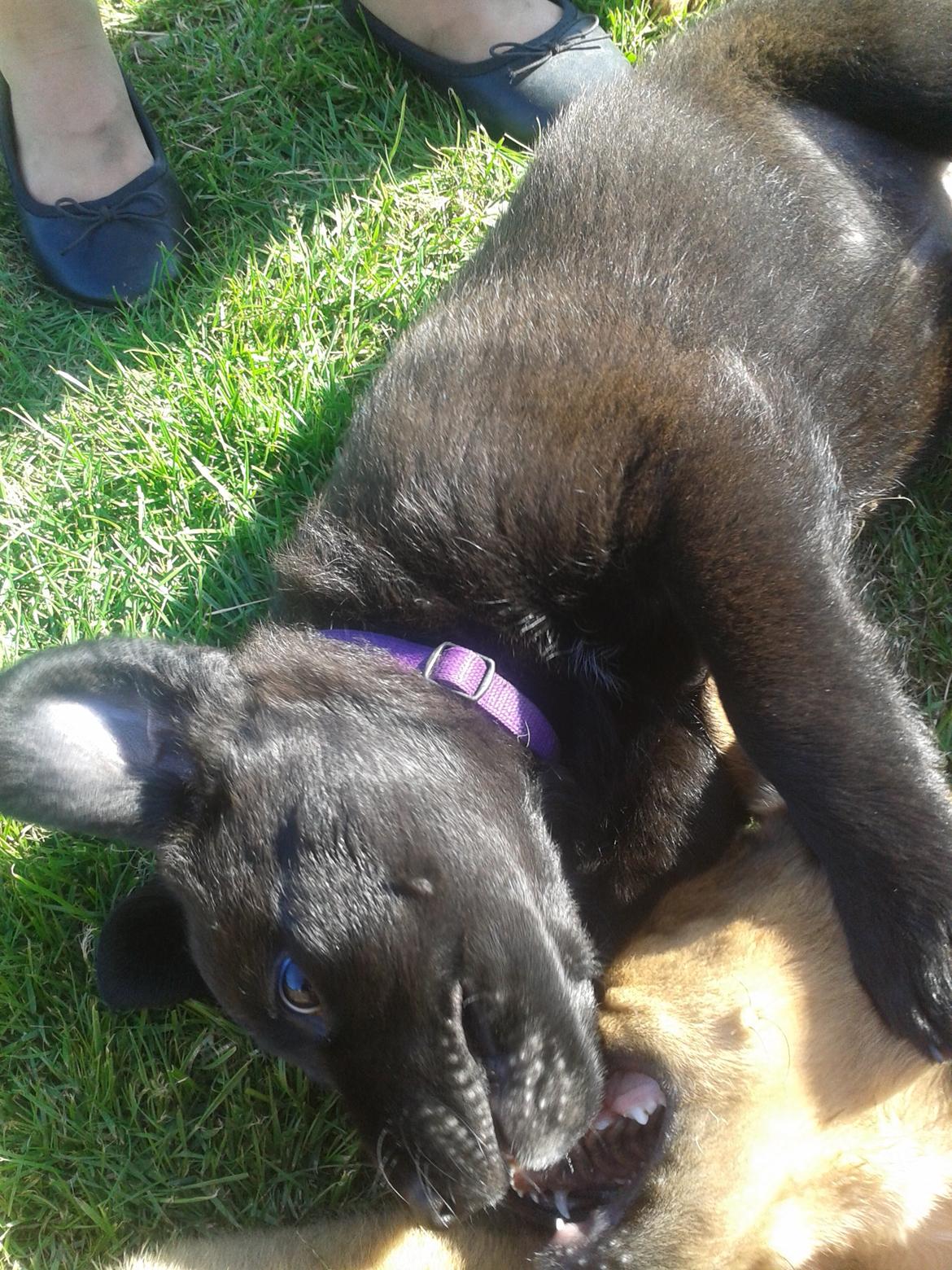 Blanding af racer Aura billede 5