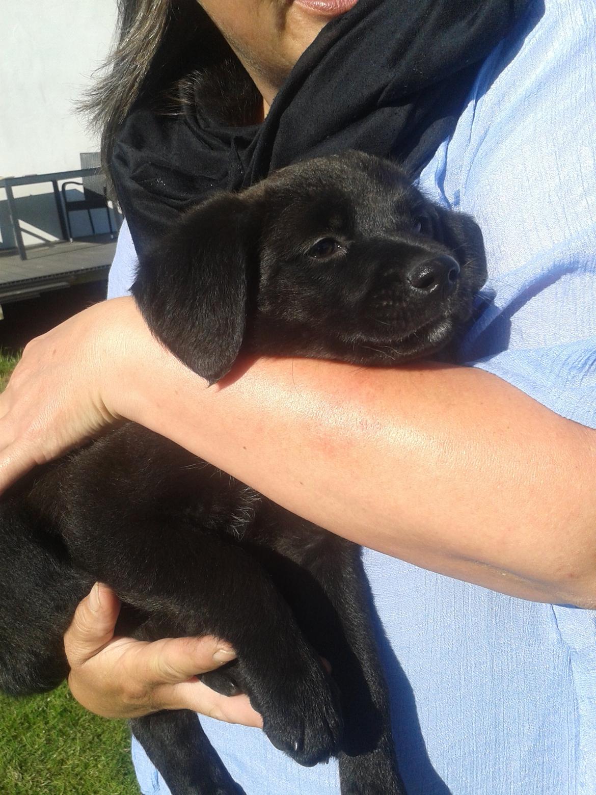 Blanding af racer Aura billede 6