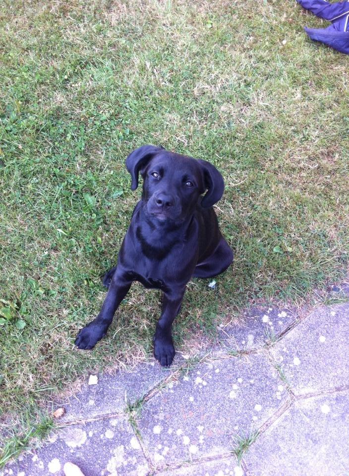 Blanding af racer Aura billede 3