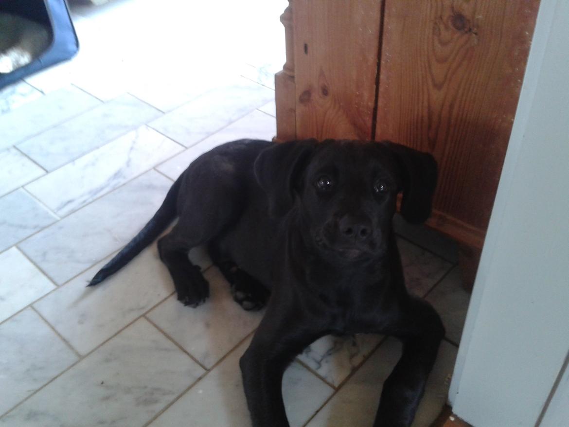 Blanding af racer Aura billede 8