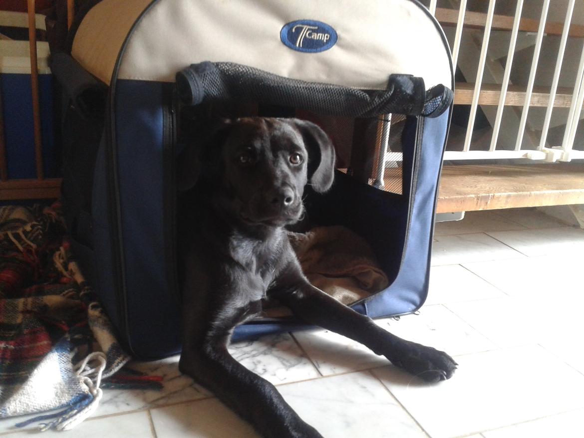 Blanding af racer Aura billede 9