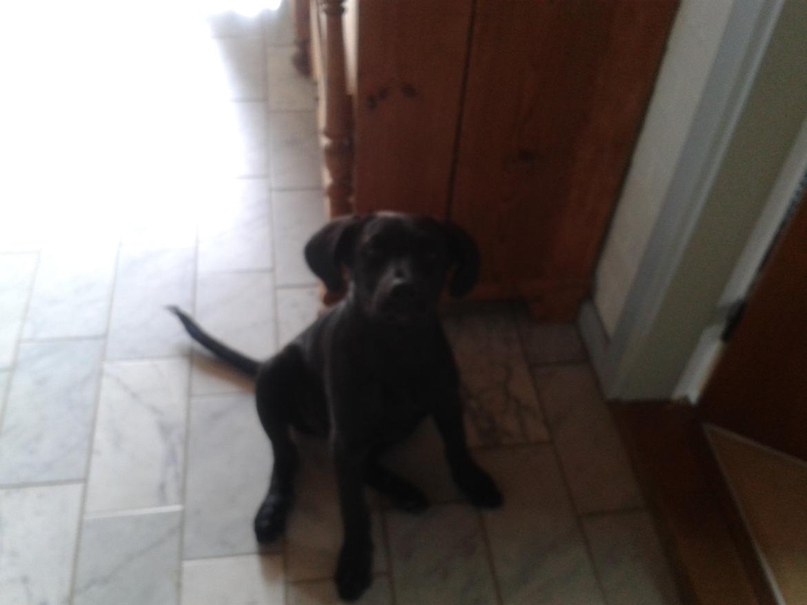 Blanding af racer Aura billede 10