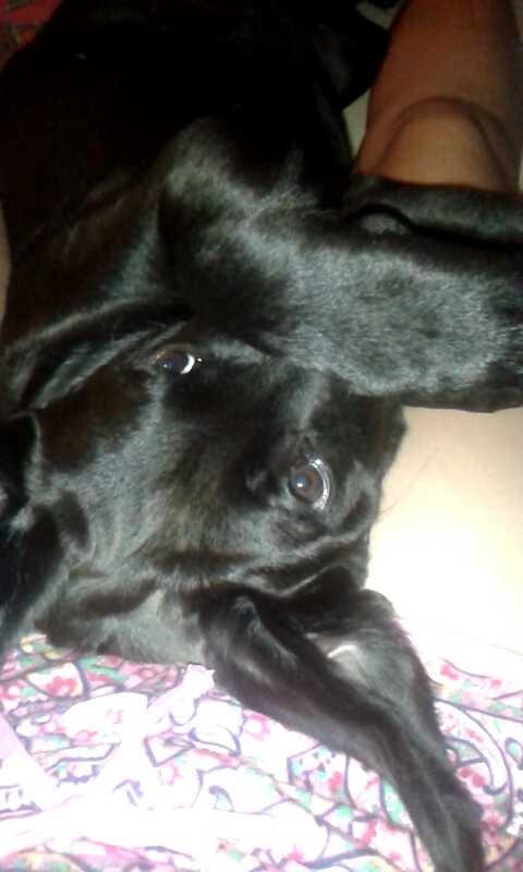 Blanding af racer Aura billede 11