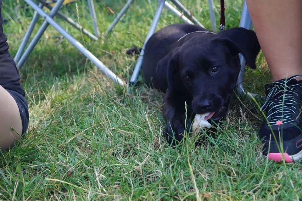 Blanding af racer Aura - billedet er taget af Cecilie Henriksen billede 12