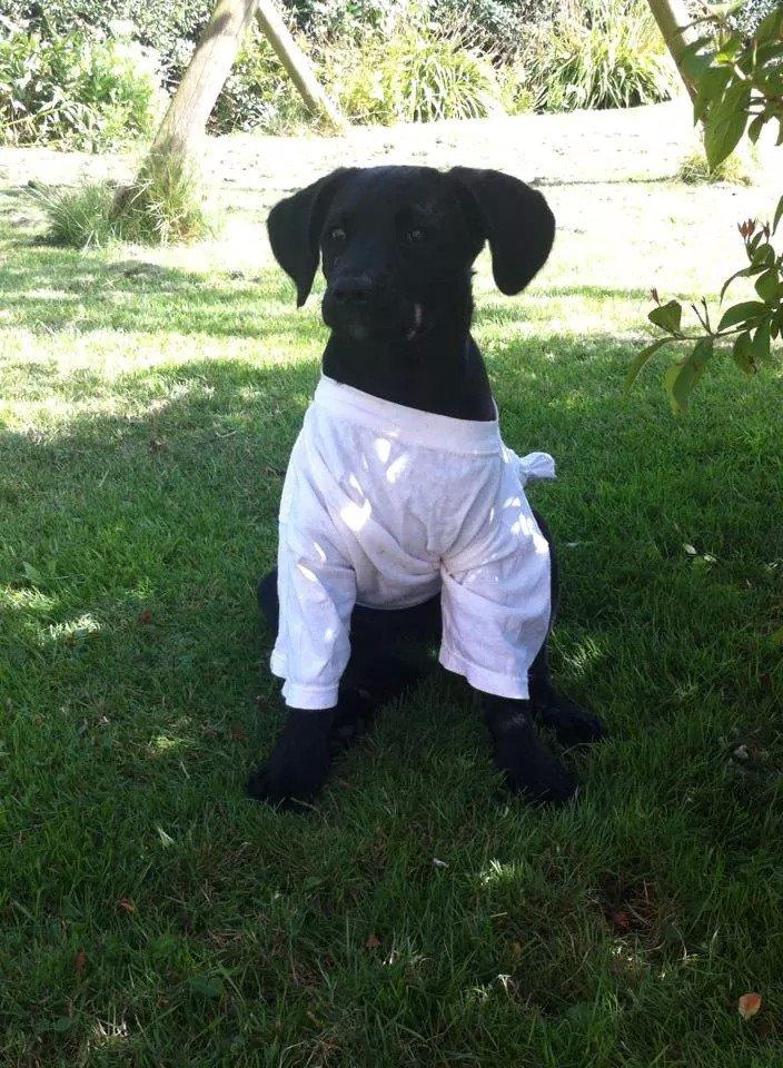 Blanding af racer Aura billede 1