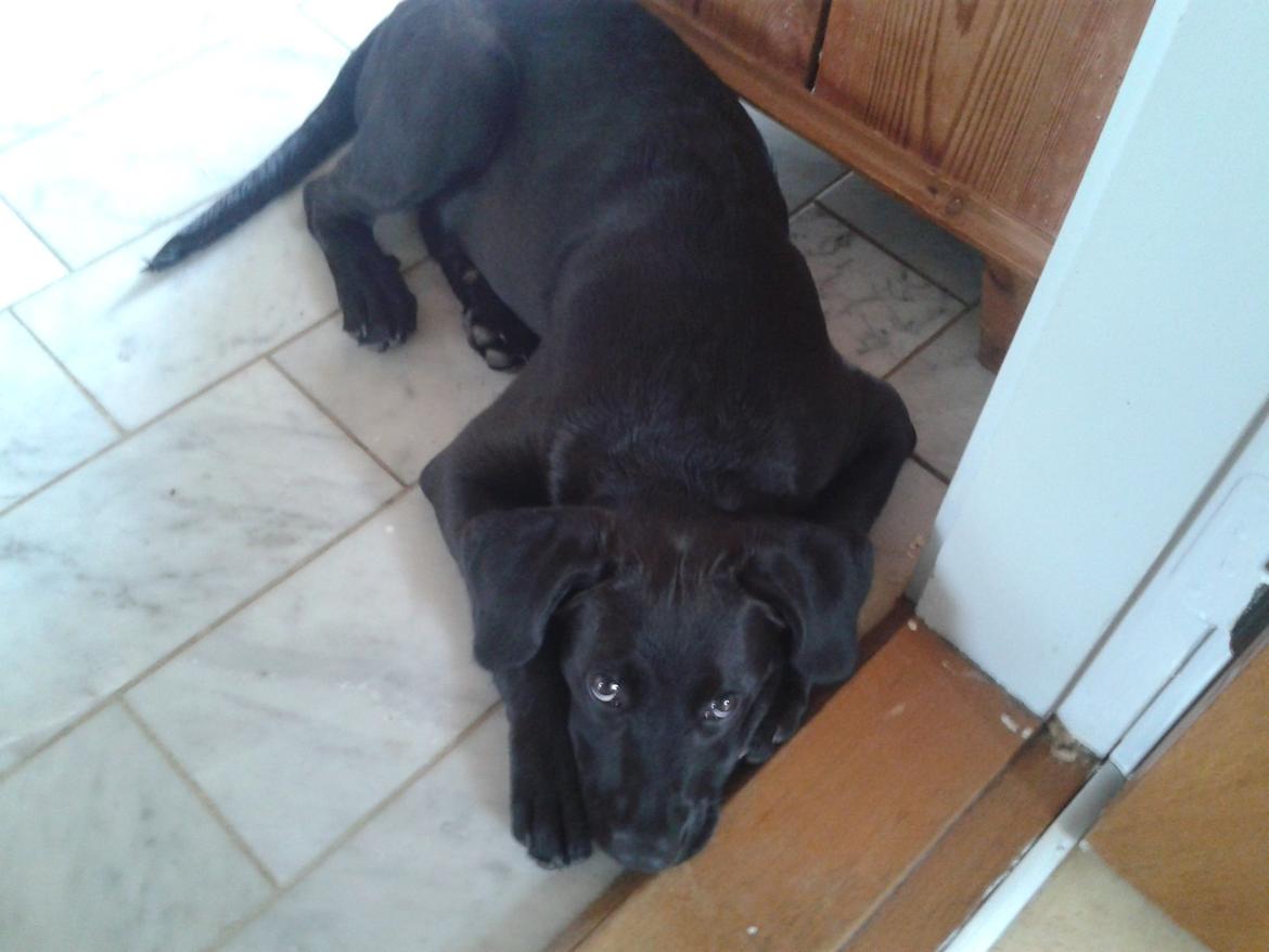 Blanding af racer Aura billede 7