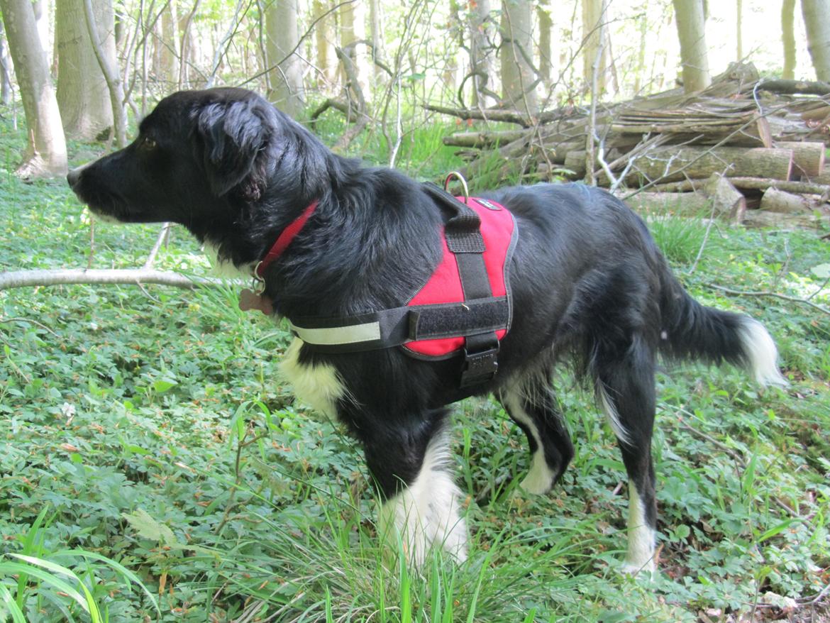 Blanding af racer Bella billede 3