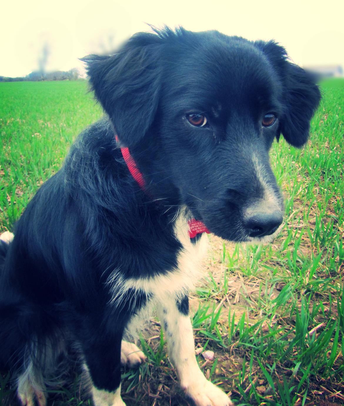 Blanding af racer Bella billede 4