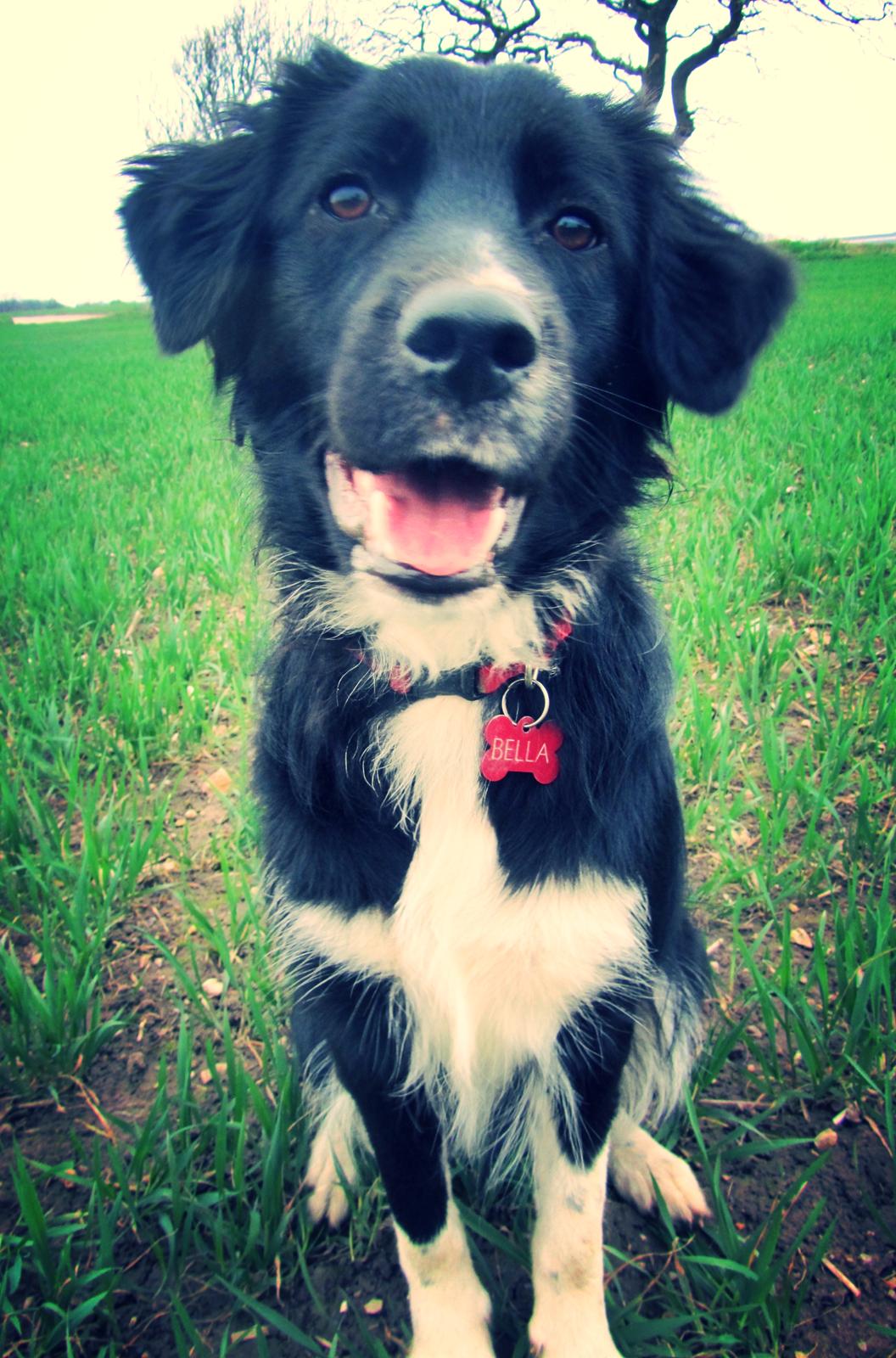 Blanding af racer Bella billede 2