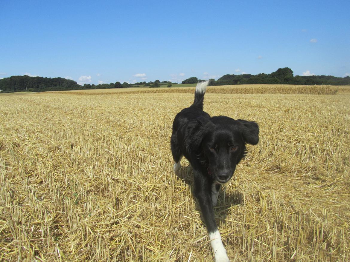 Blanding af racer Bella billede 1