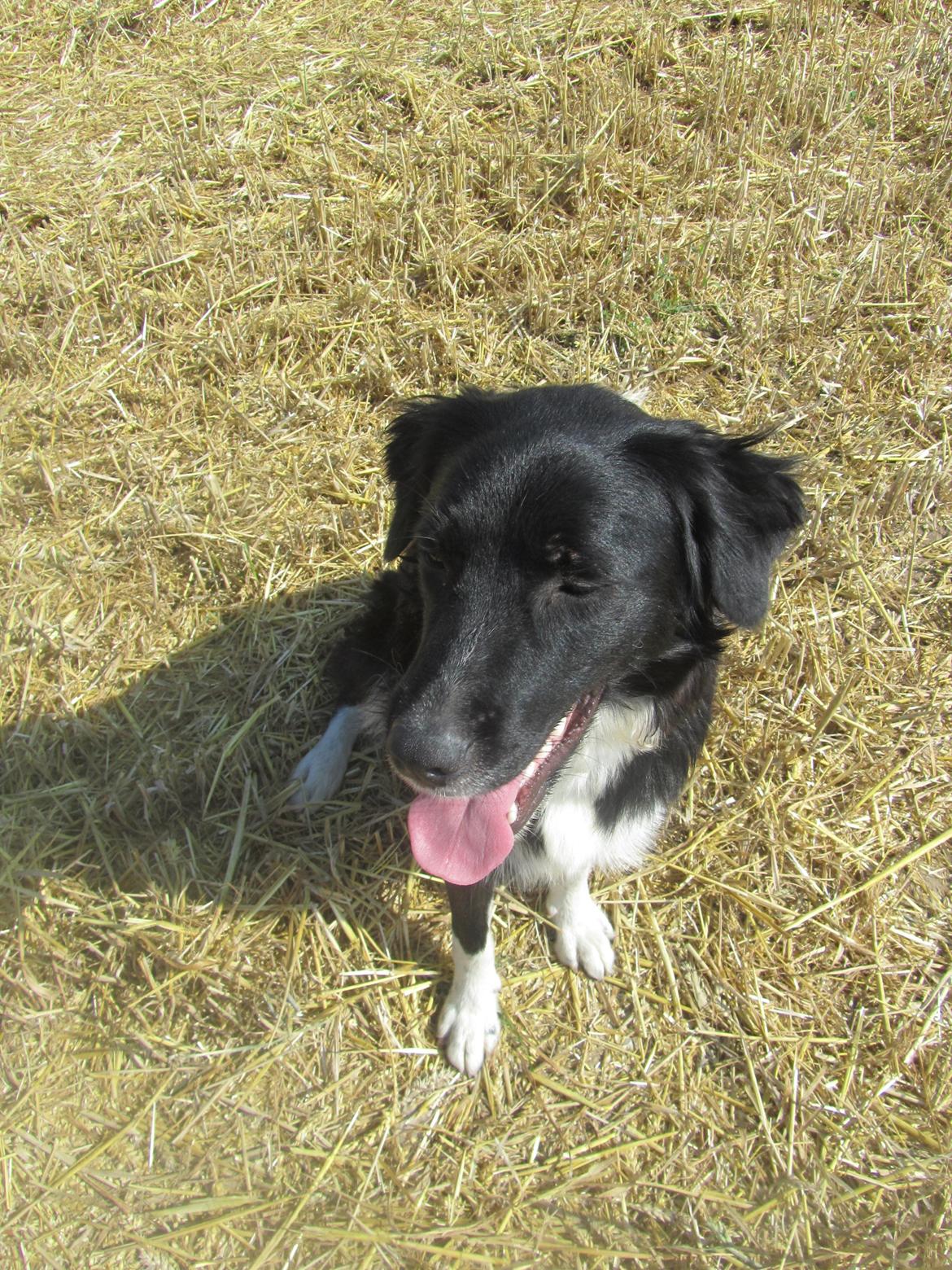 Blanding af racer Bella billede 5