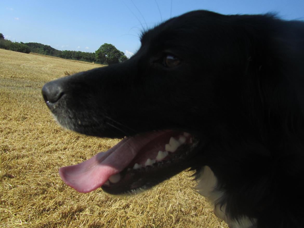 Blanding af racer Bella billede 6