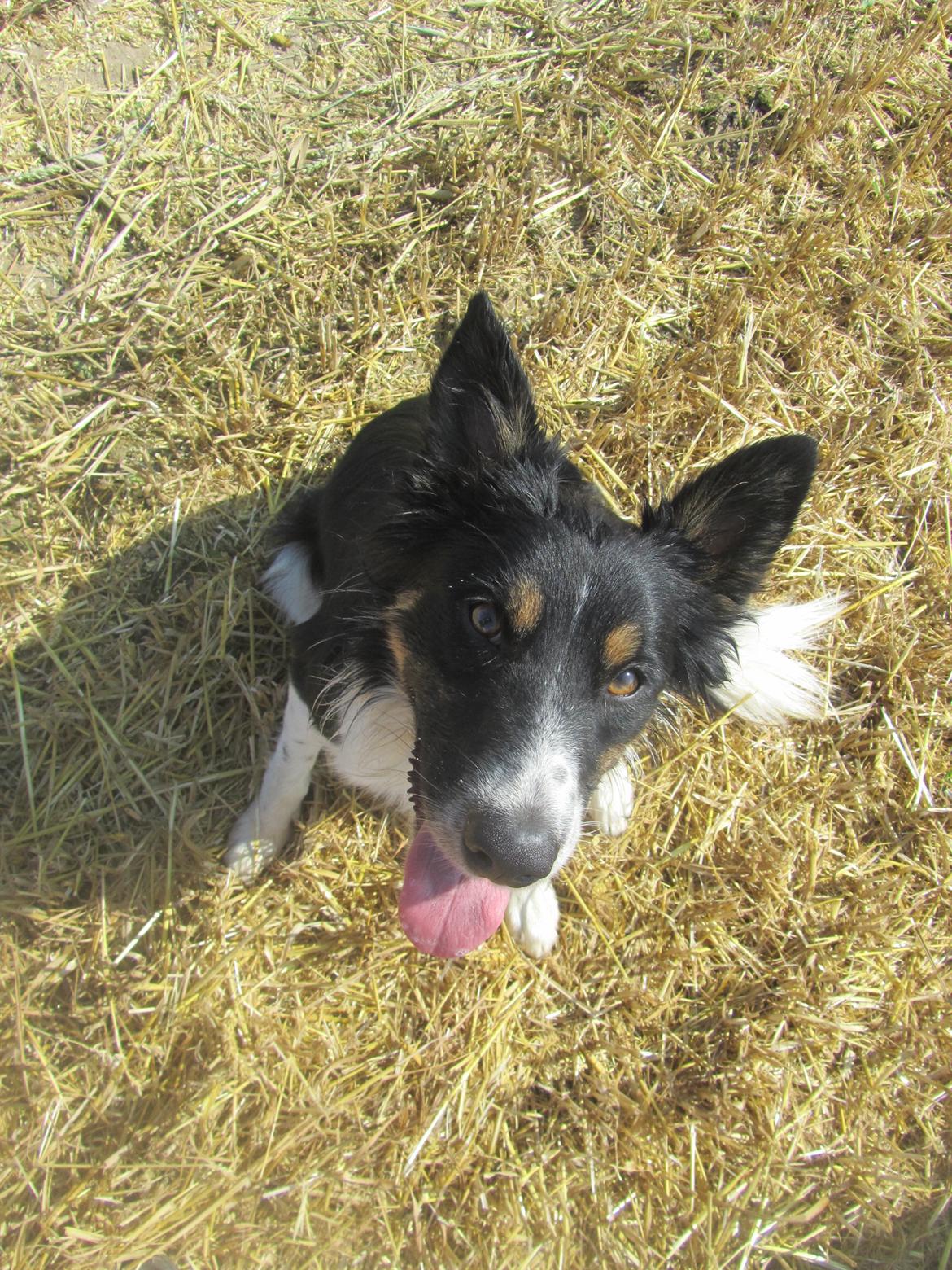 Border collie Mille billede 17