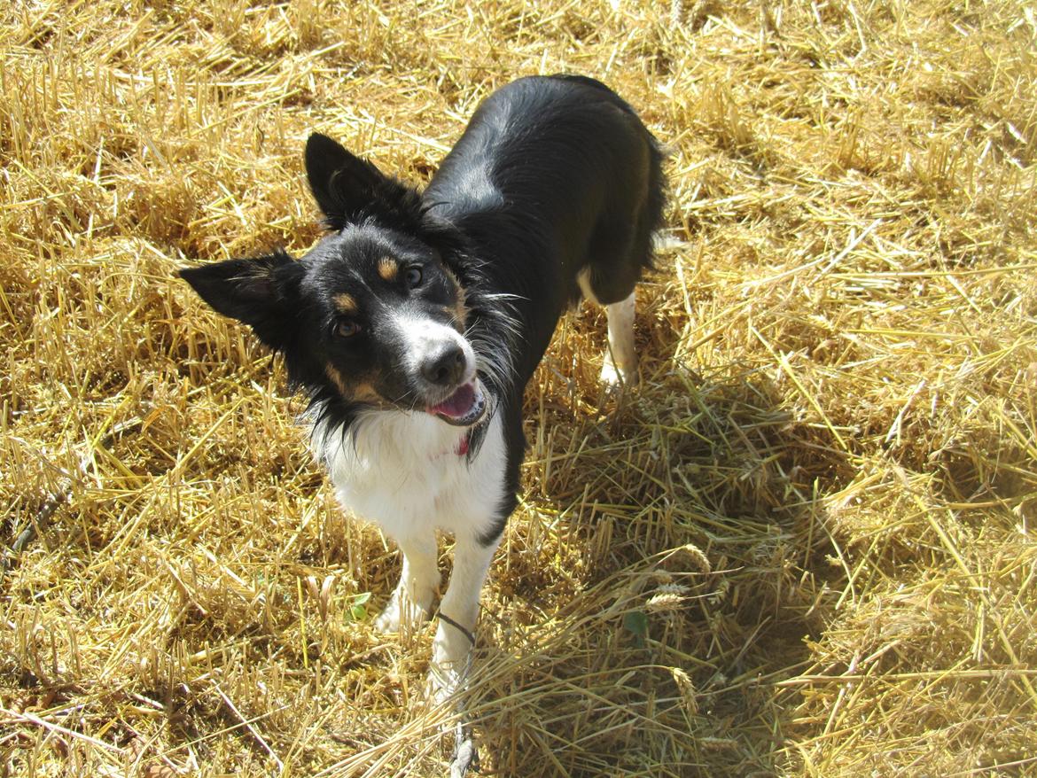 Border collie Mille billede 1
