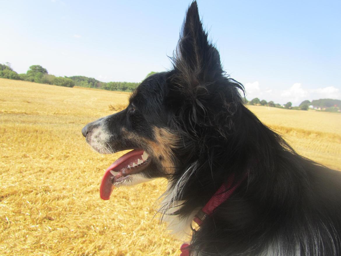 Border collie Mille billede 18