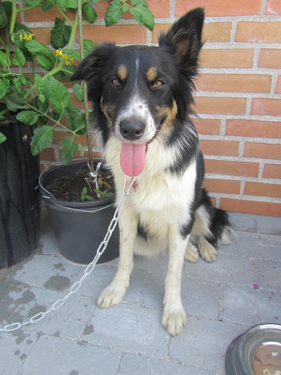 Border collie Mille billede 19