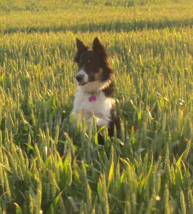 Border collie Mille billede 21