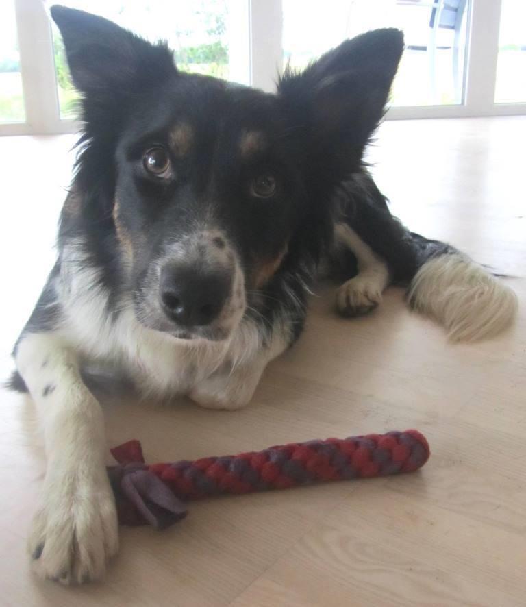 Border collie Mille billede 20