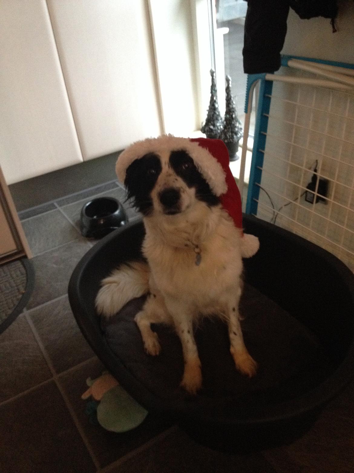 Border collie Lucky - Er jeg ikke fin med min nissehue på? billede 2