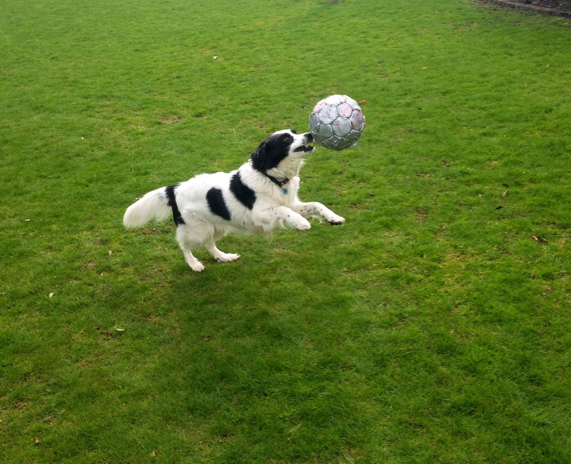 Border collie Lucky - UHHHH jeg kan jonglere med min boldt! :-) billede 3