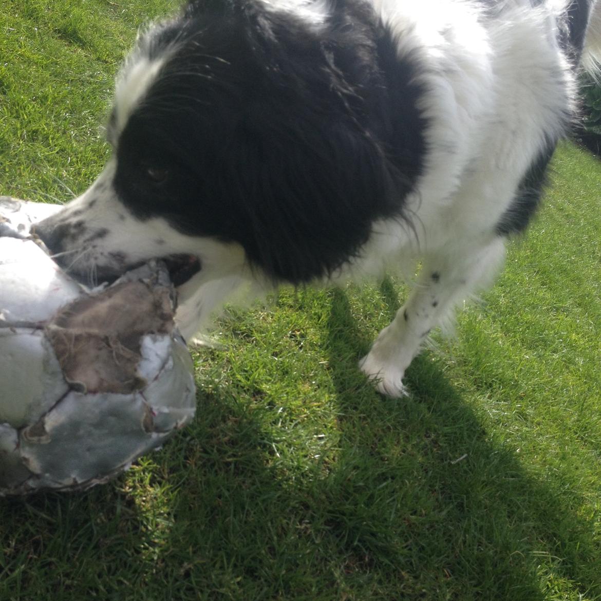 Border collie Lucky - Og nu spiser jeg den...... billede 4