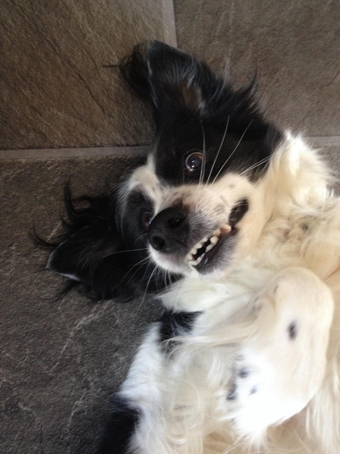 Border collie Lucky - SMIL:-)))))) billede 5
