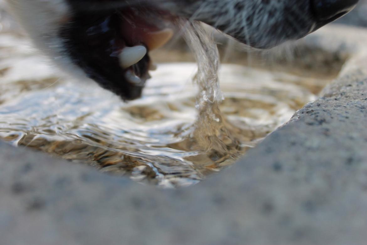 Border collie Lucky - Tørstig efter at have leget hele dagen billede 6