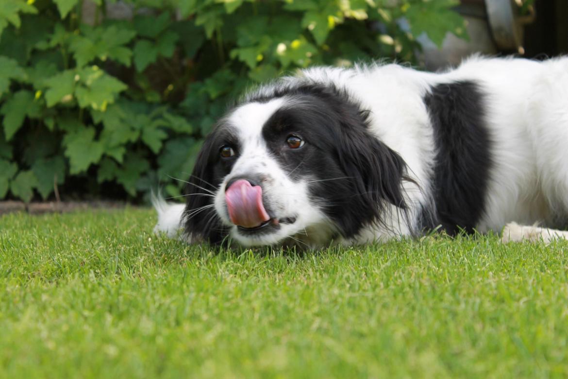 Border collie Lucky - Du må ikke se min næse! billede 8