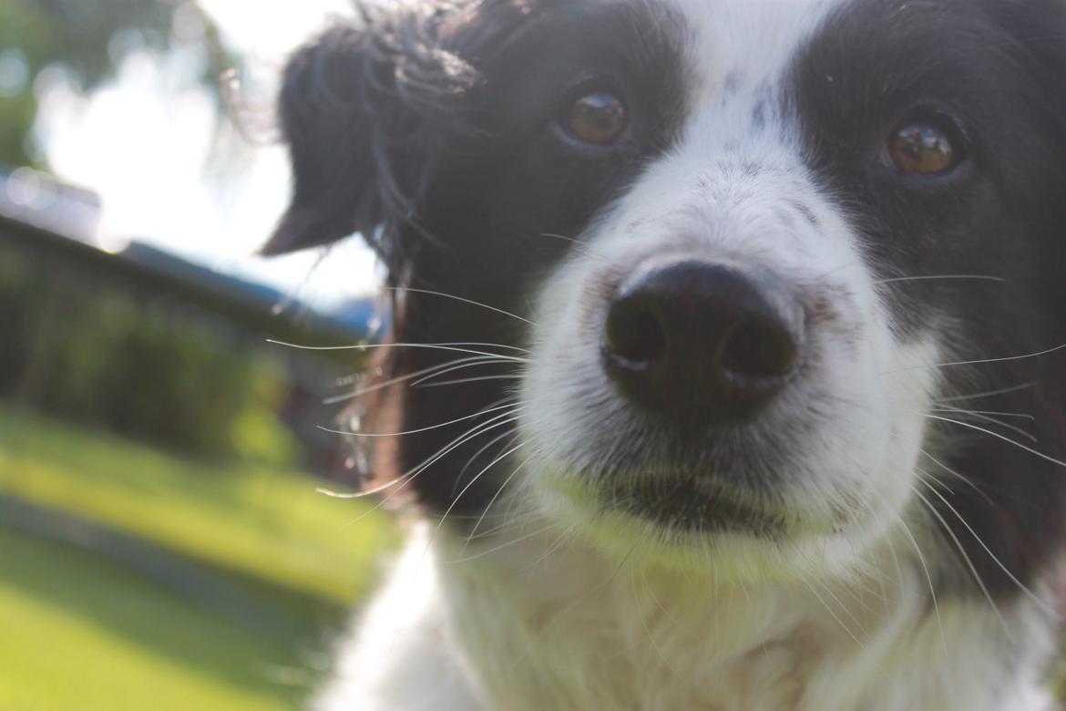 Border collie Lucky - Er jeg ikke sød? billede 9