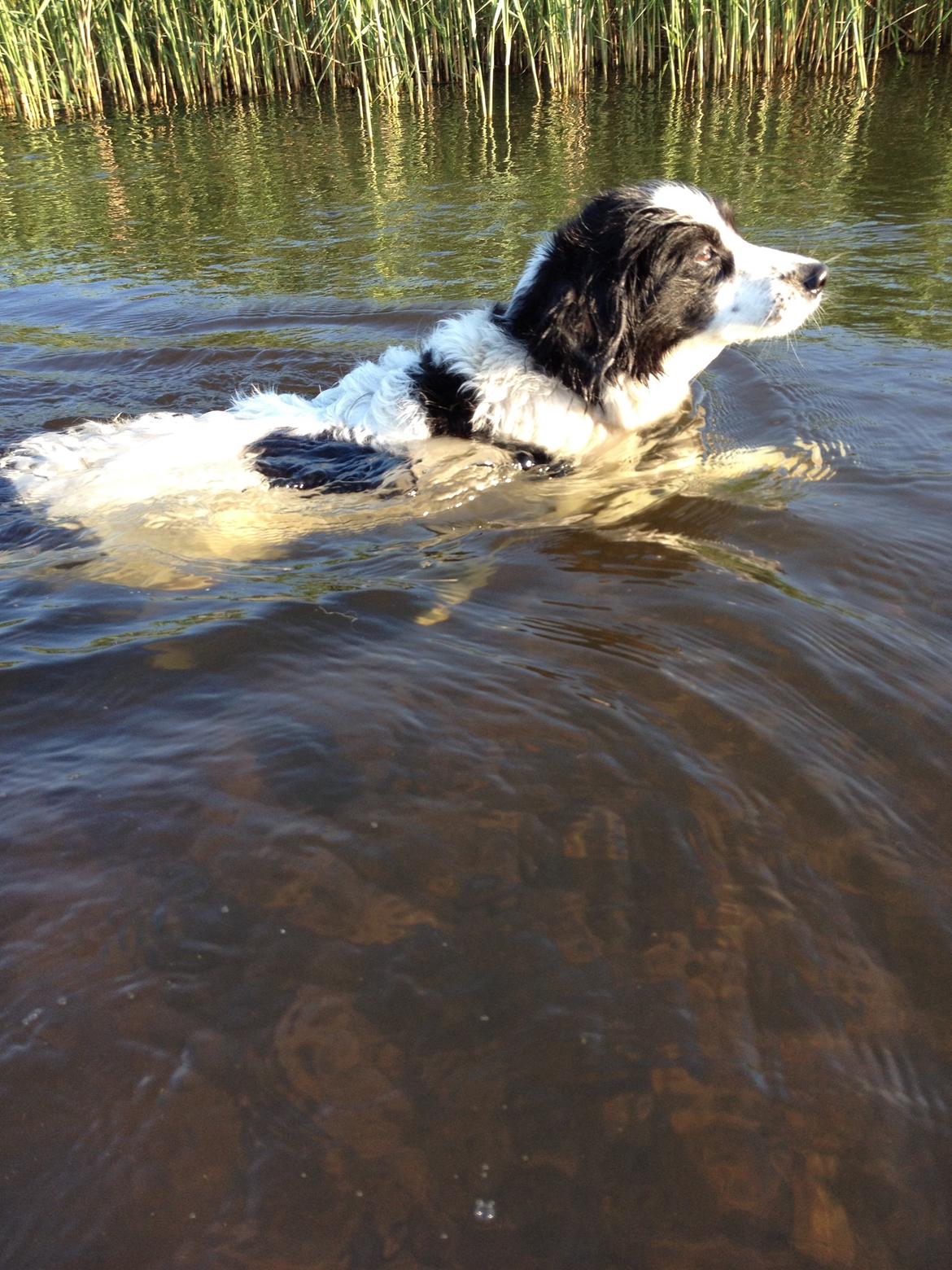 Border collie Lucky - Jeg kan SVØMME... billede 10