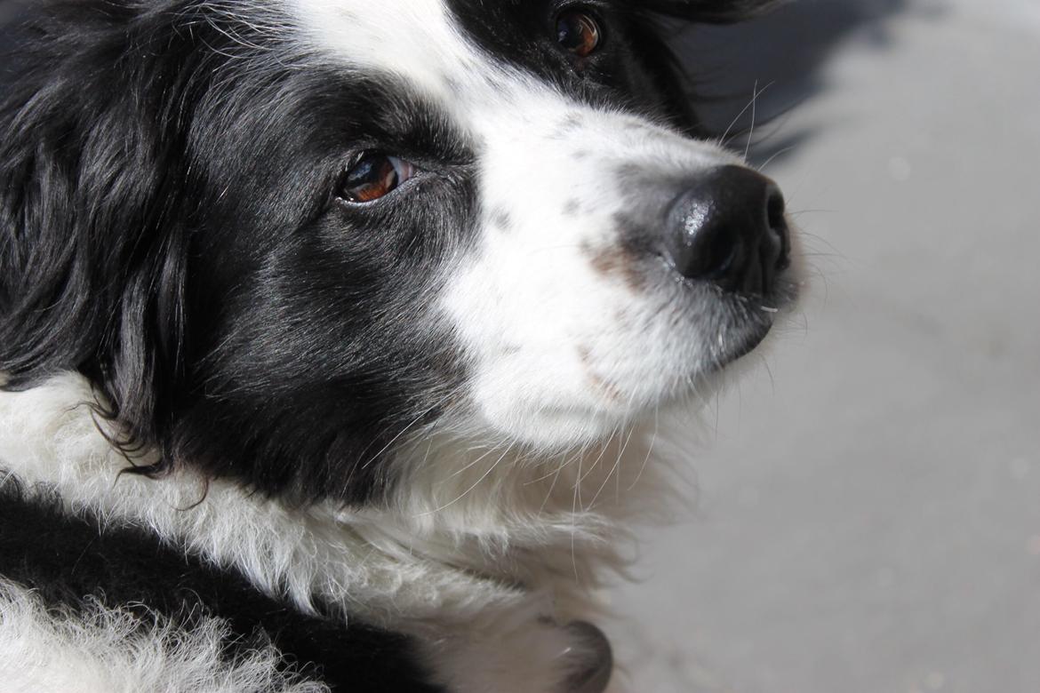 Border collie Lucky - kommer du ikke snart? vi skal ud og gå! billede 11