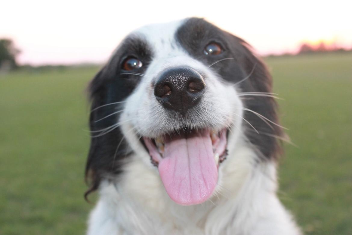 Border collie Lucky - <3 billede 1